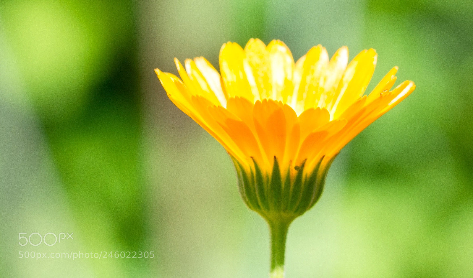 Nikon D5200 sample photo. Yellow flower photography