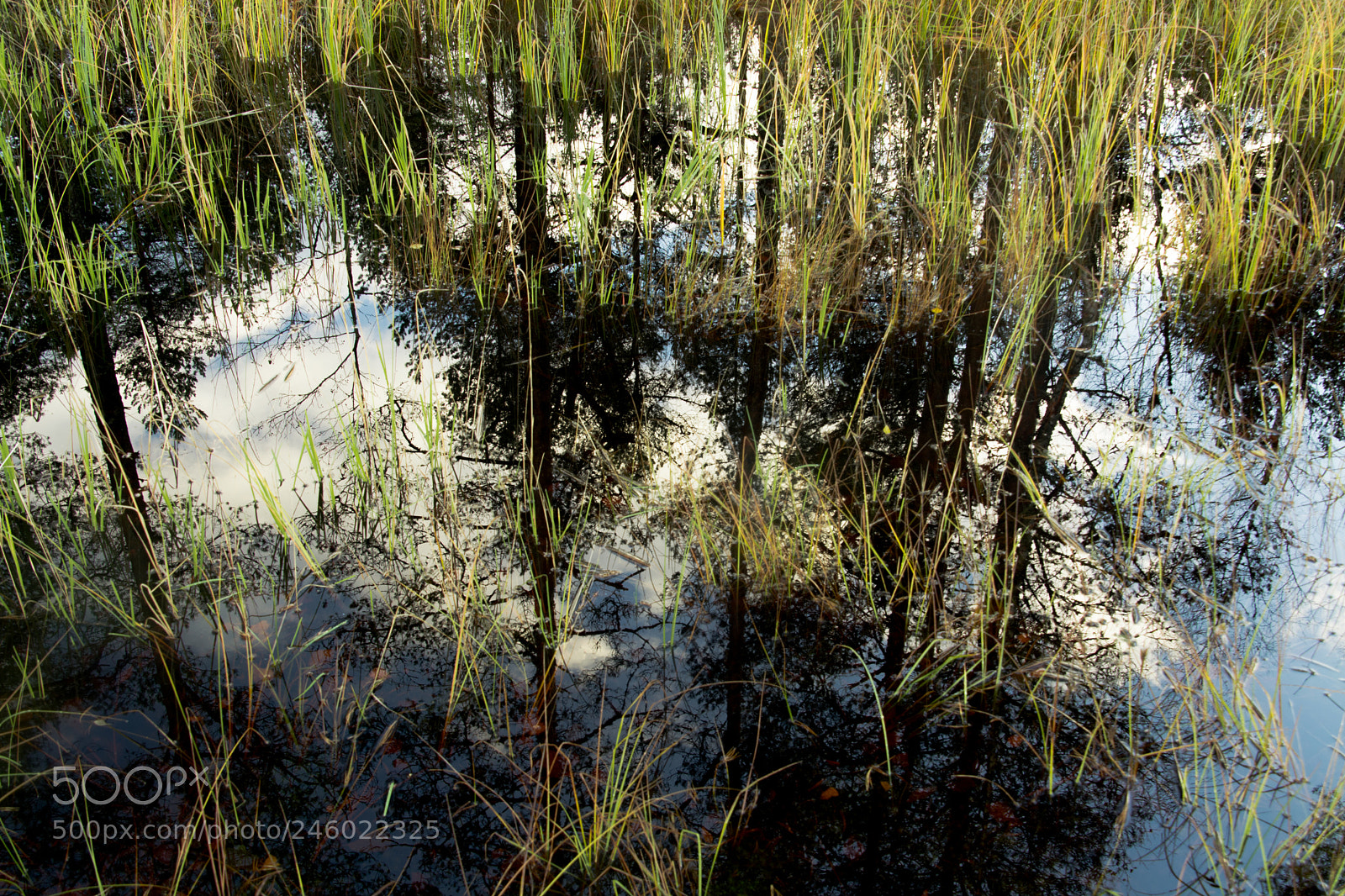 Nikon D5200 sample photo. Reflection of the soul photography