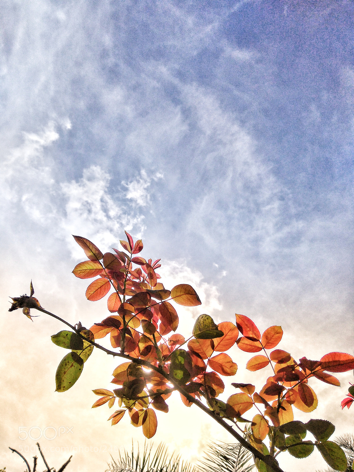 Motorola Moto G (5S) Plus sample photo. Twig of roses photography