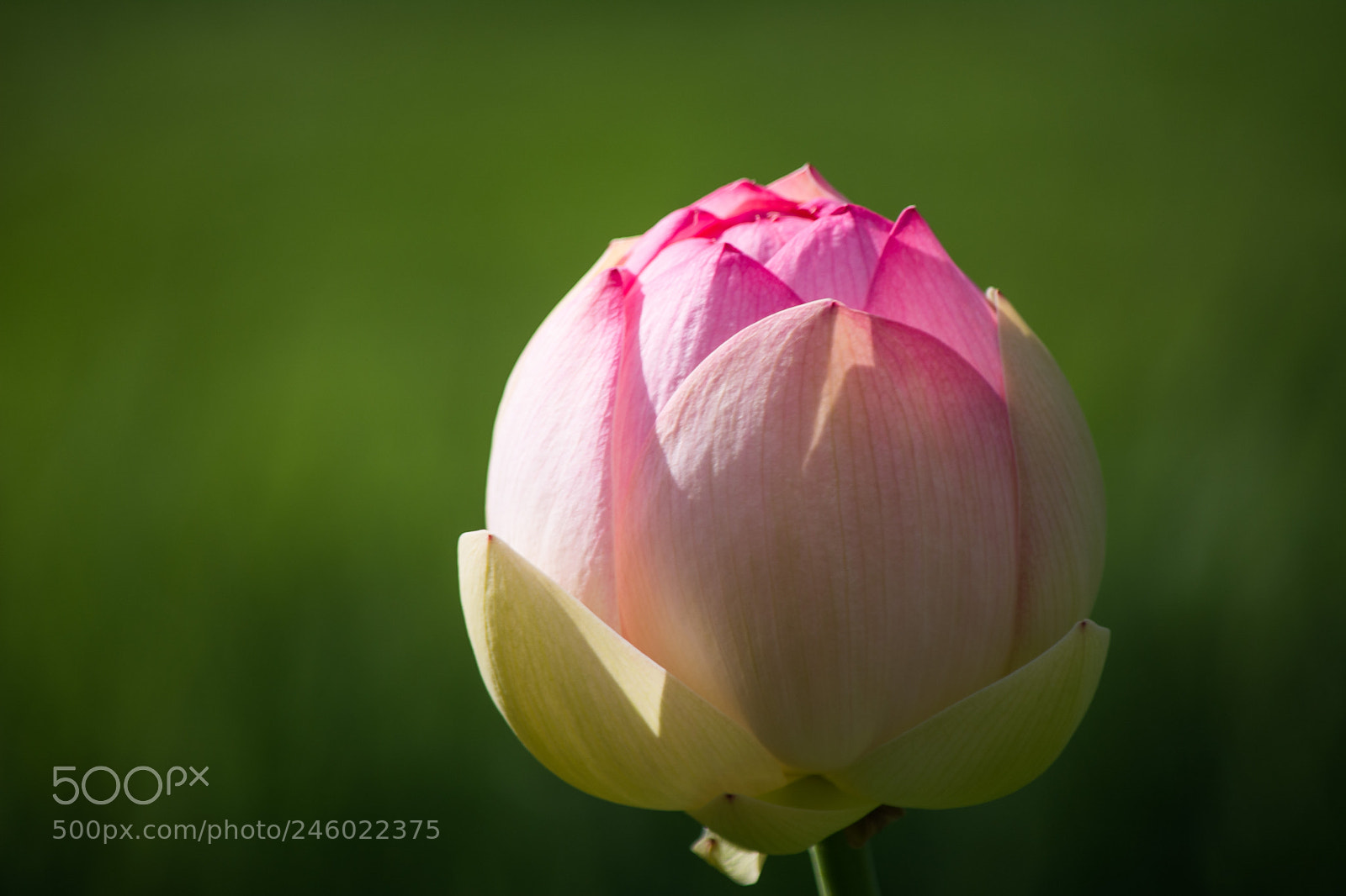 Nikon D5200 sample photo. Bouton photography