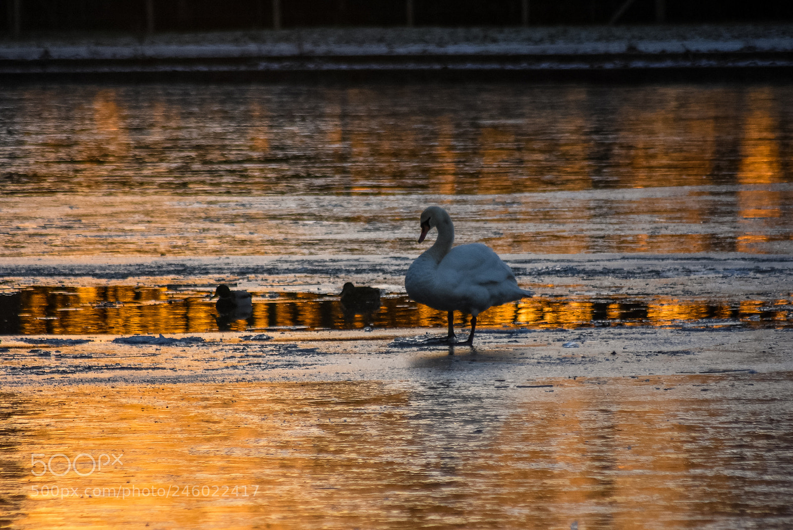 Nikon D7200 sample photo. Original edited photography