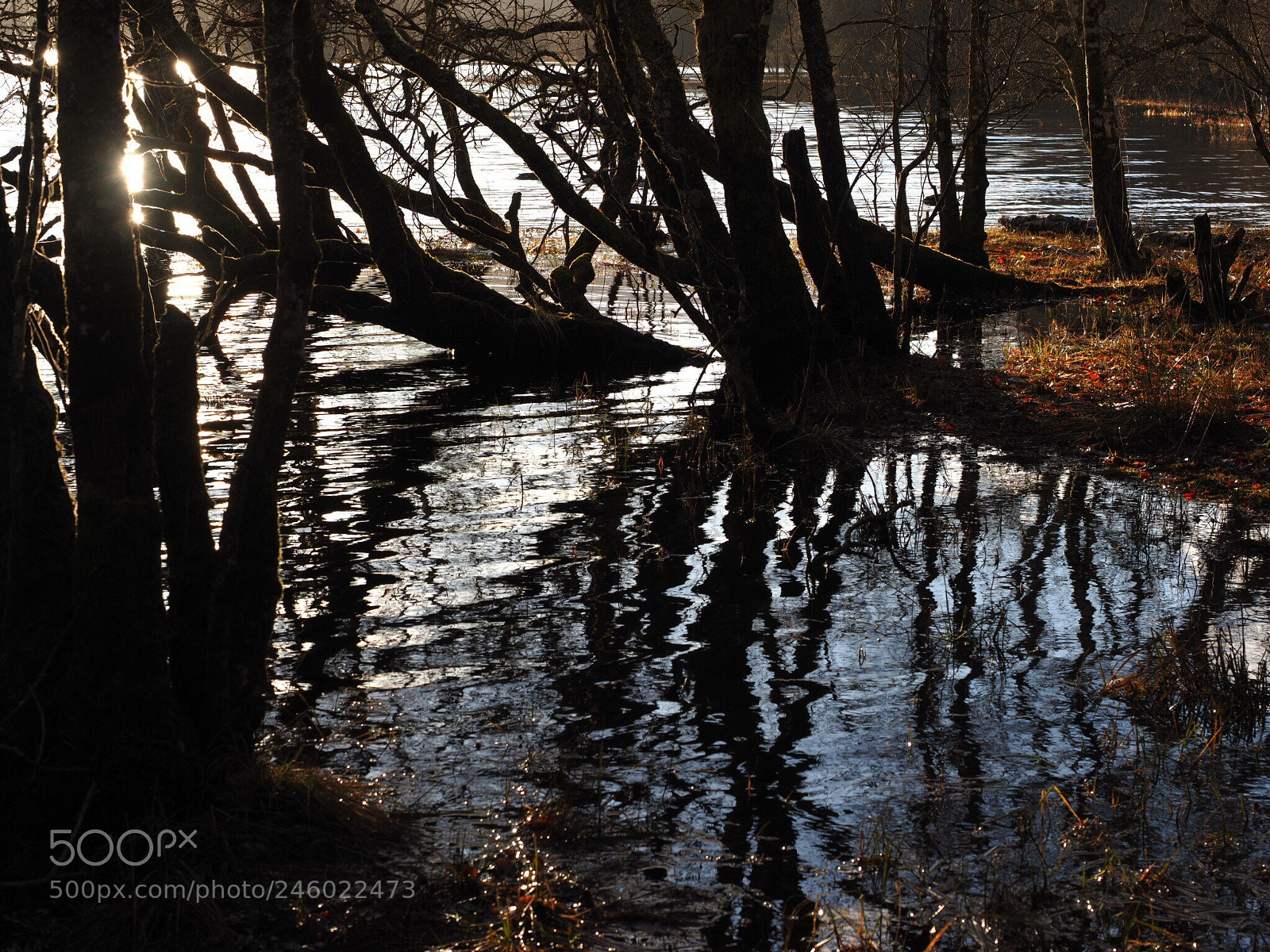 Olympus OM-D E-M1 Mark II sample photo. Winter reflections photography