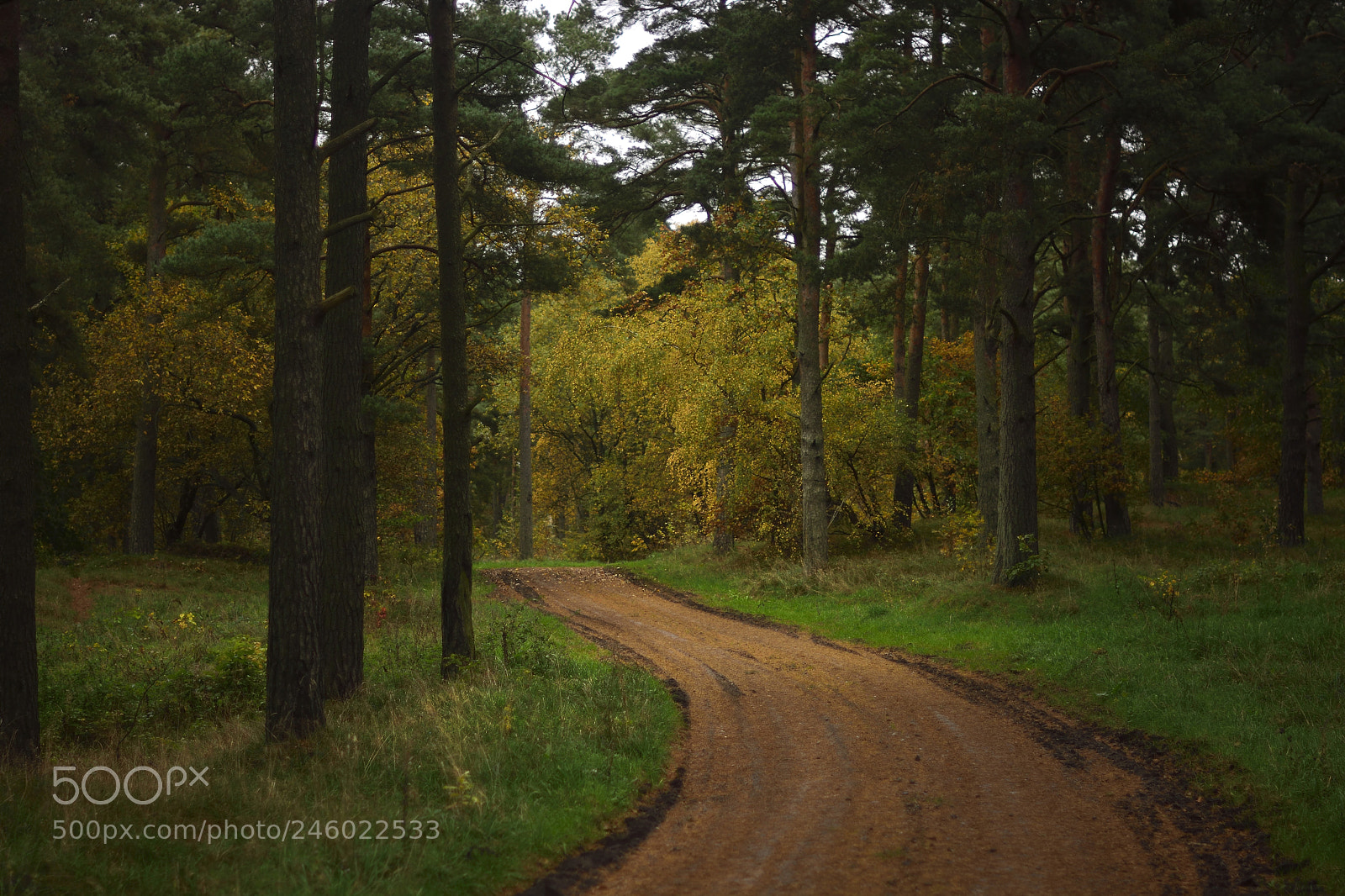 Nikon D7100 sample photo. Swedish country road photography