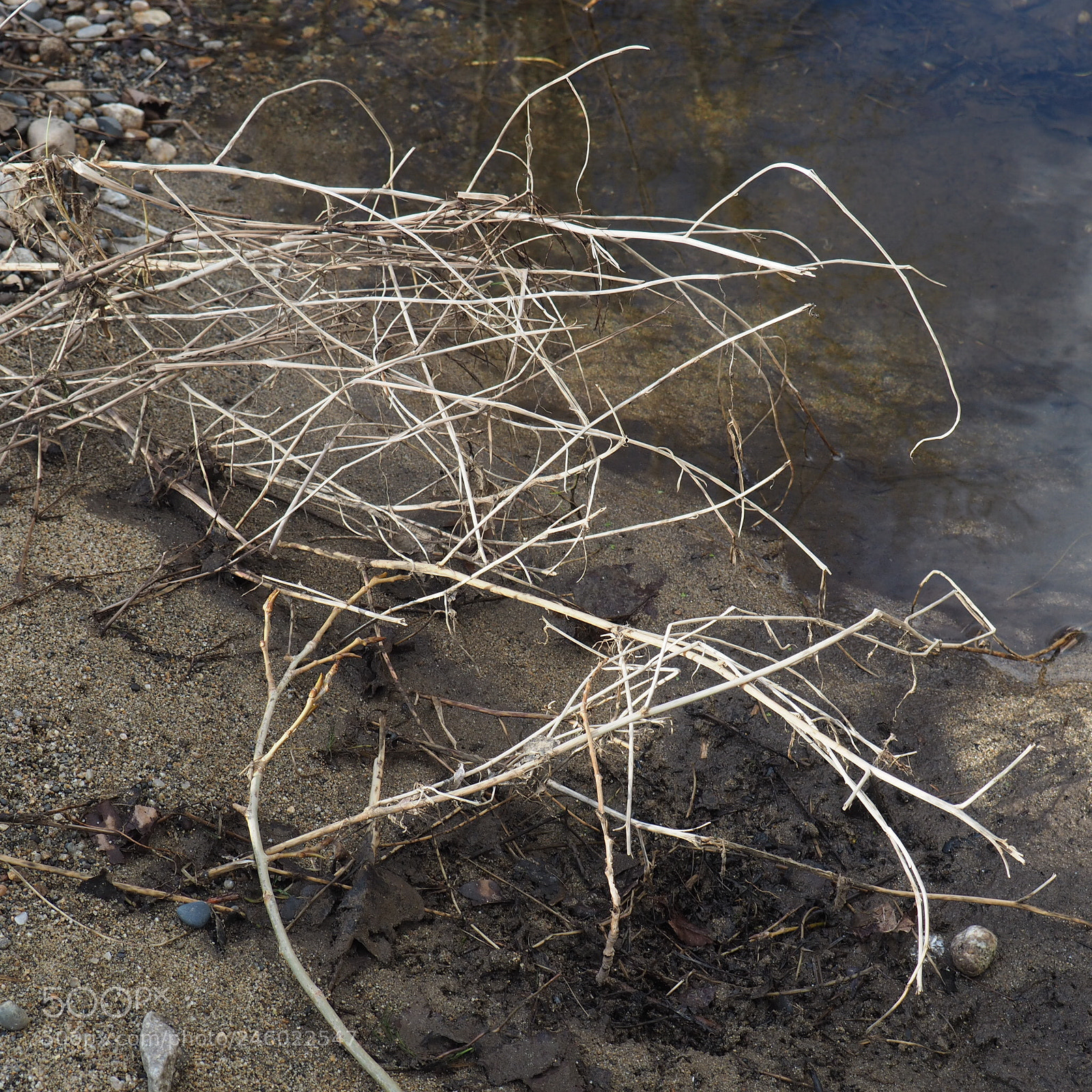 Olympus OM-D E-M10 sample photo. Natural drawing photography