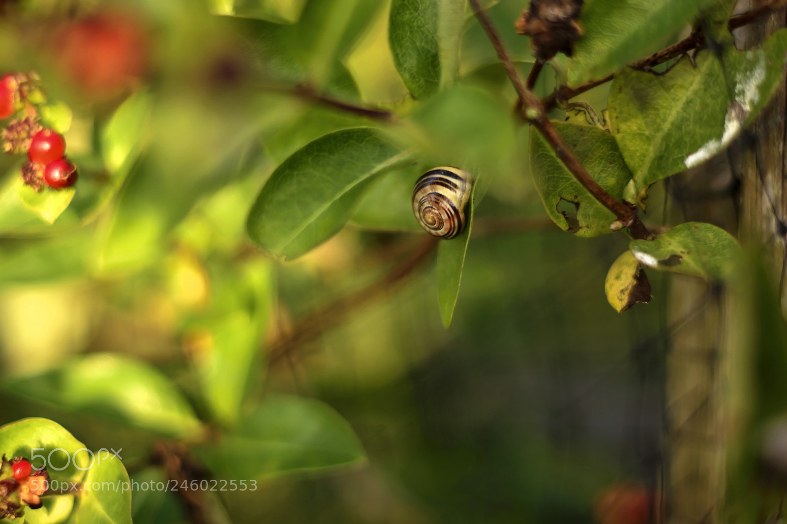Nikon D7100 sample photo. Swedish snail photography
