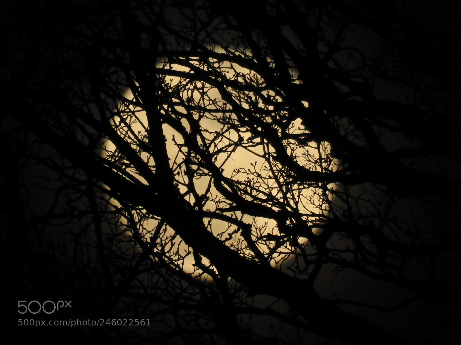 Nikon Coolpix P900 sample photo. Moon rising behind trees photography