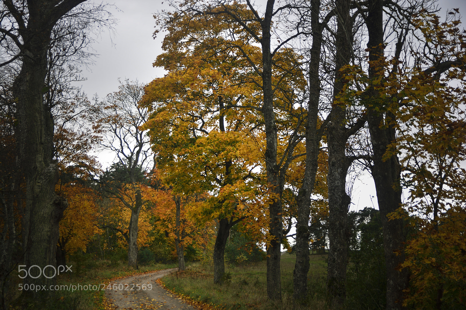 Nikon D7100 sample photo. Swedish country road photography