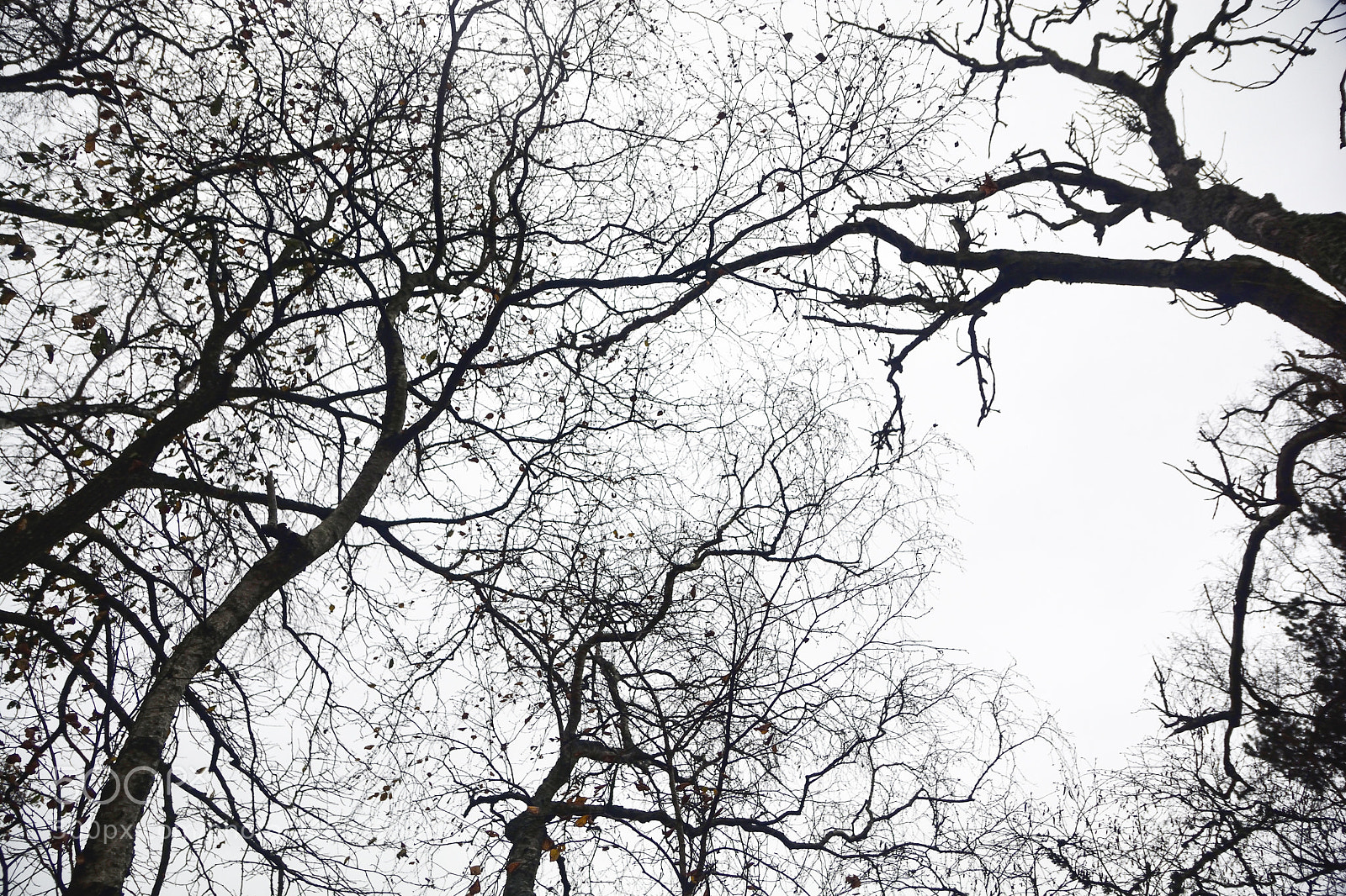 Nikon D7100 sample photo. Swedish autumn photography