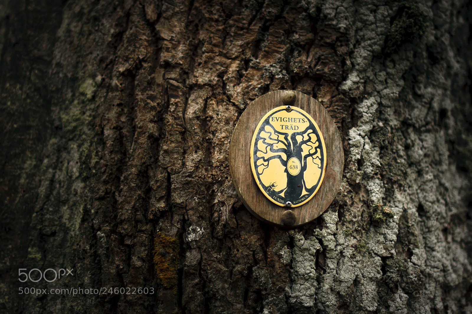 Nikon D7100 sample photo. Sweden eternity tree photography