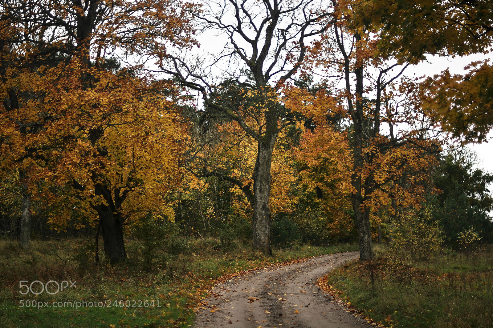 Nikon D7100 sample photo. Swedish country road photography