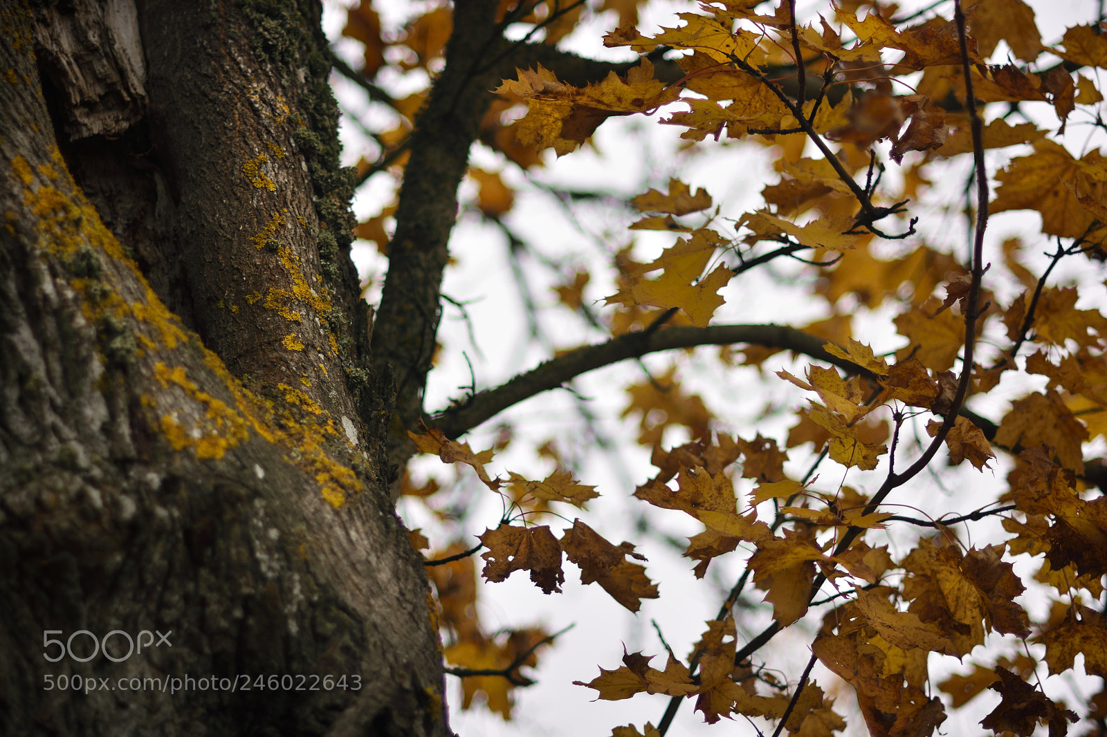 Nikon D7100 sample photo. Swedish autumm photography