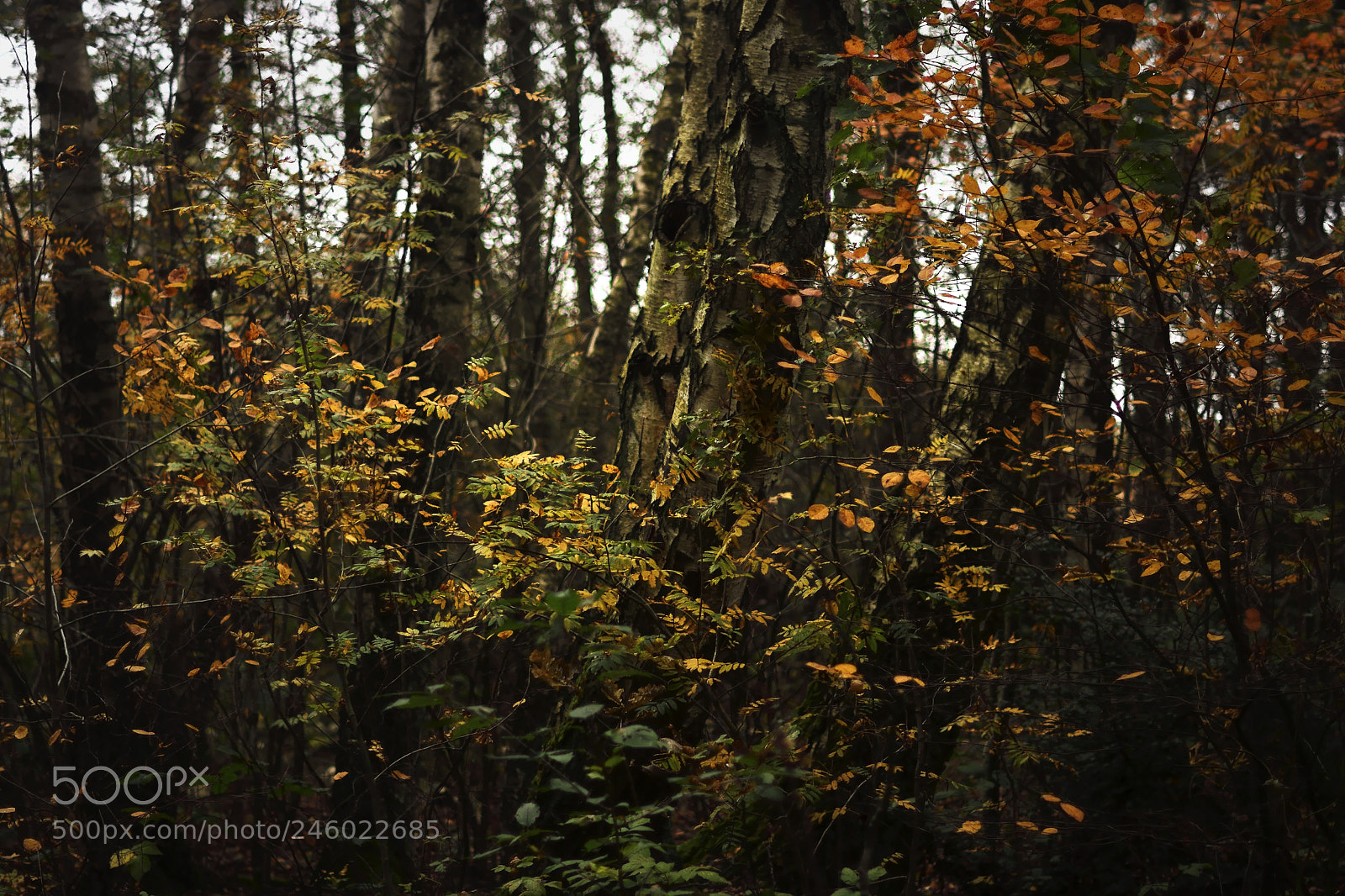 Nikon D7100 sample photo. Sweden aleatorias photography