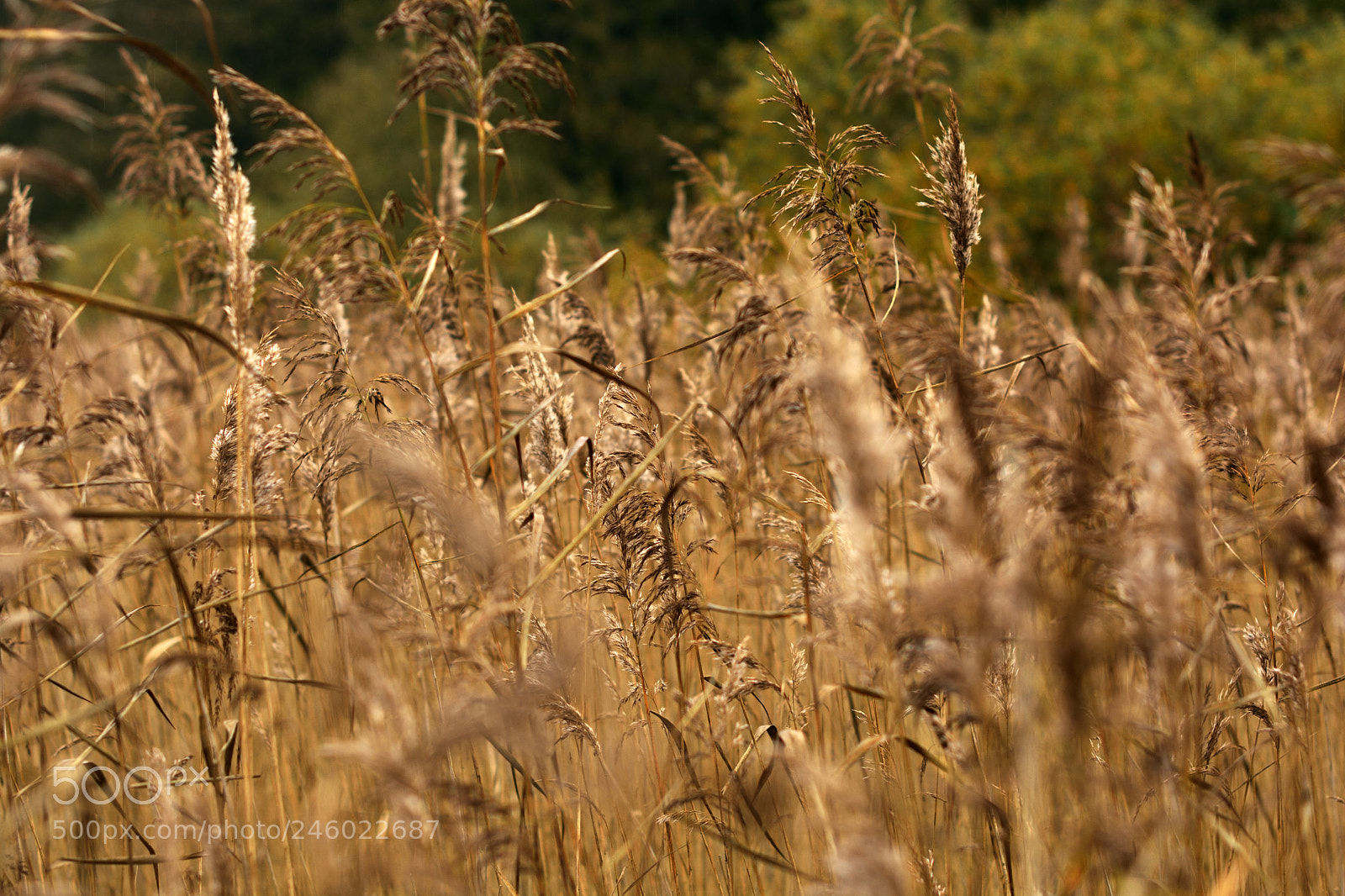 Nikon D7100 sample photo. Sweden aleatorias photography