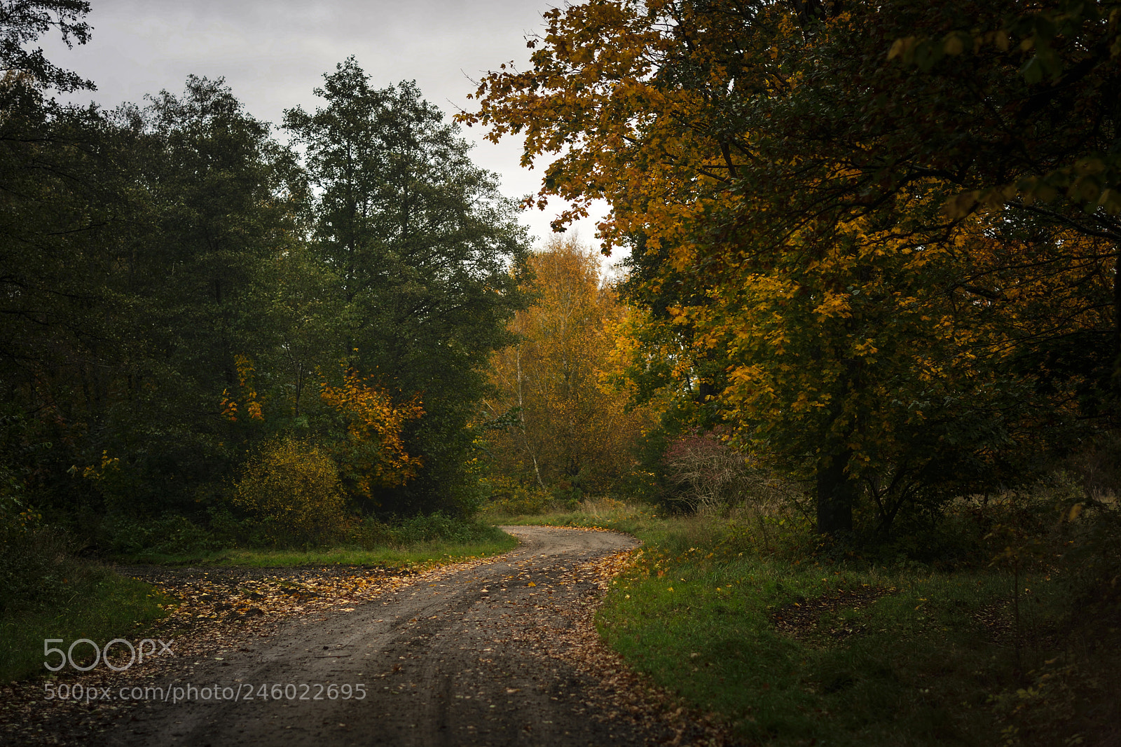 Nikon D7100 sample photo. Swedish country road photography