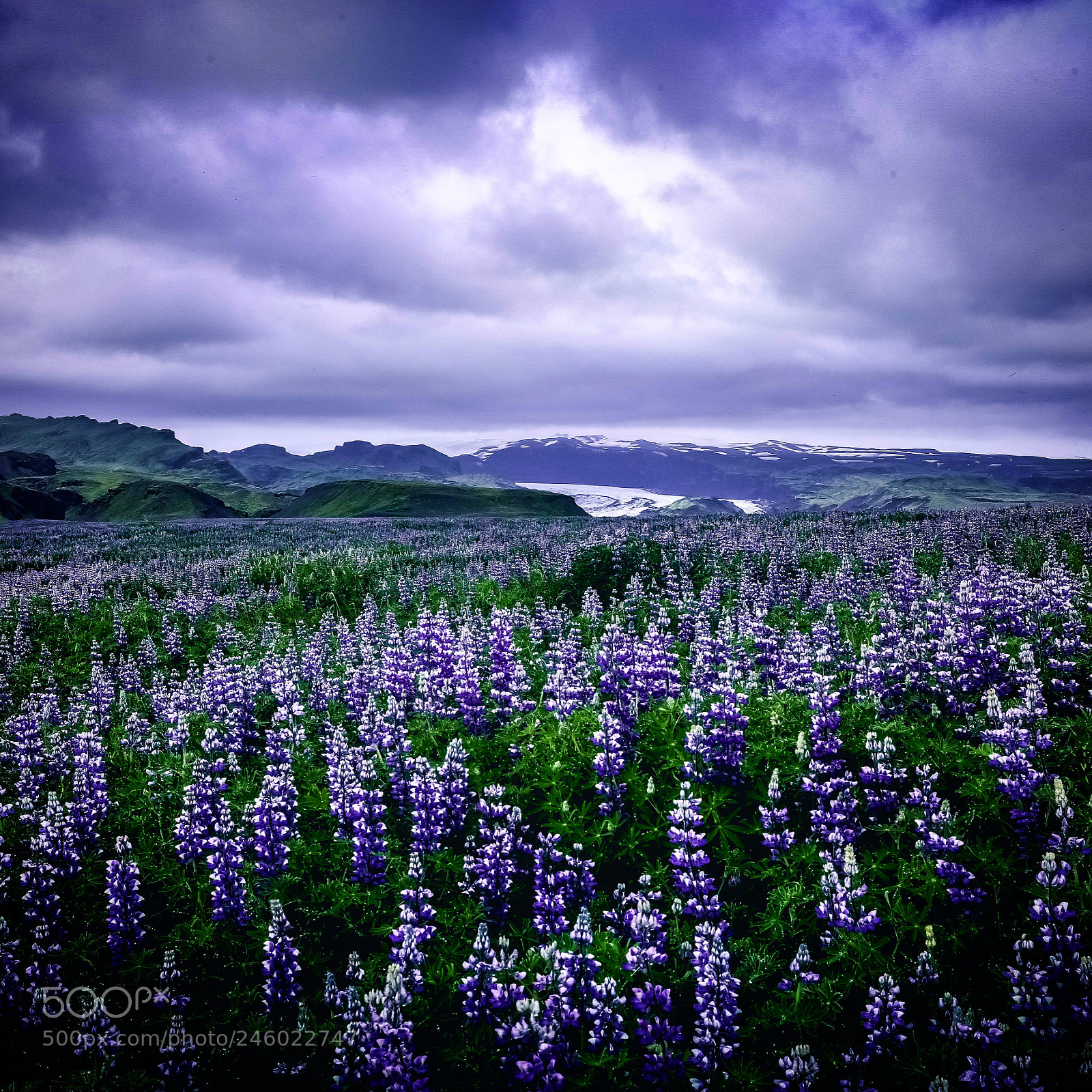 Canon EOS 6D sample photo. “lovely lupines” photography