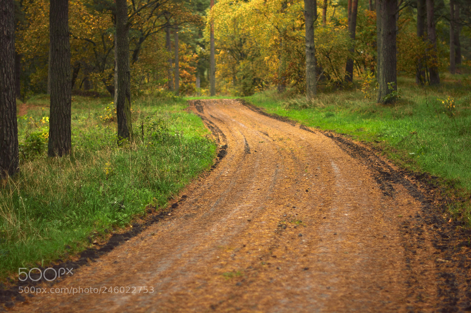 Nikon D7100 sample photo. Swedish country road photography