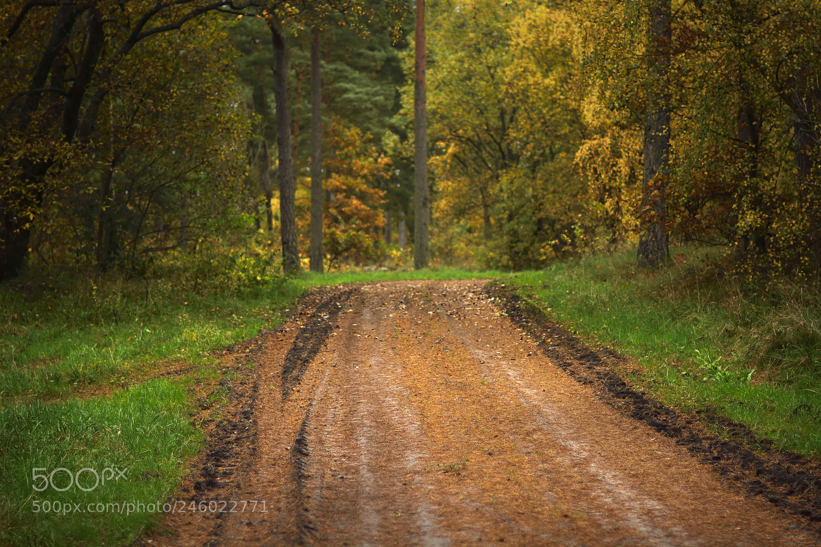 Nikon D7100 sample photo. Swedish country road photography