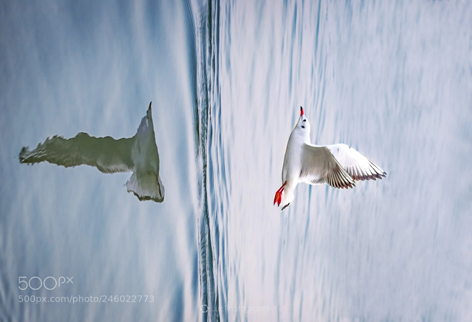 Nikon D810 sample photo. Fly up photography
