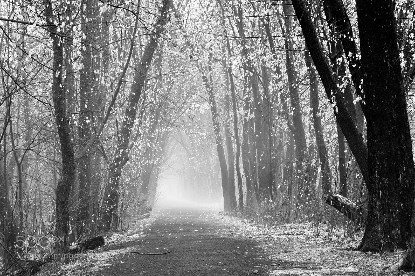 Nikon D500 sample photo. A foggy canal path photography