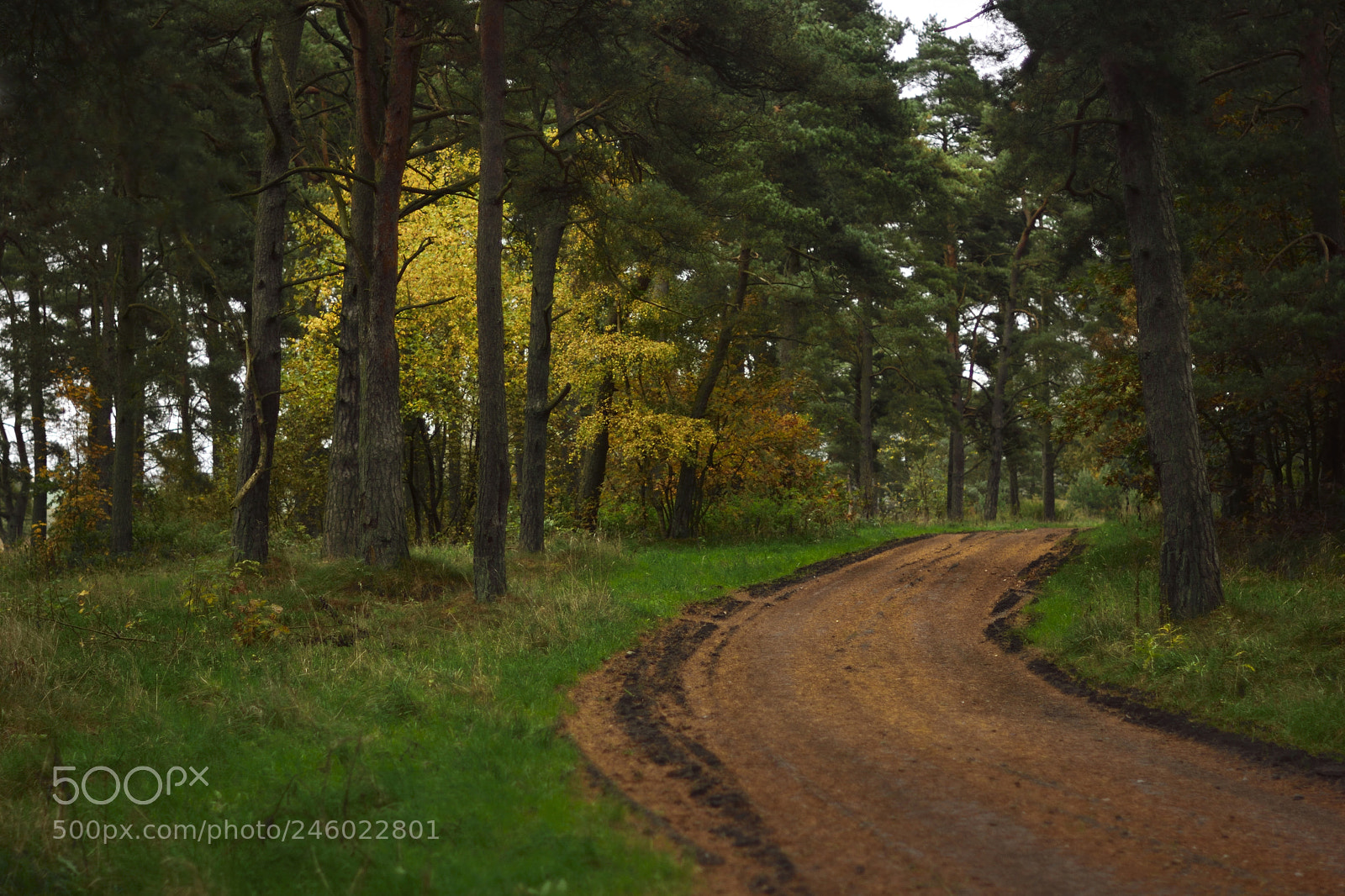 Nikon D7100 sample photo. Swedish country road photography