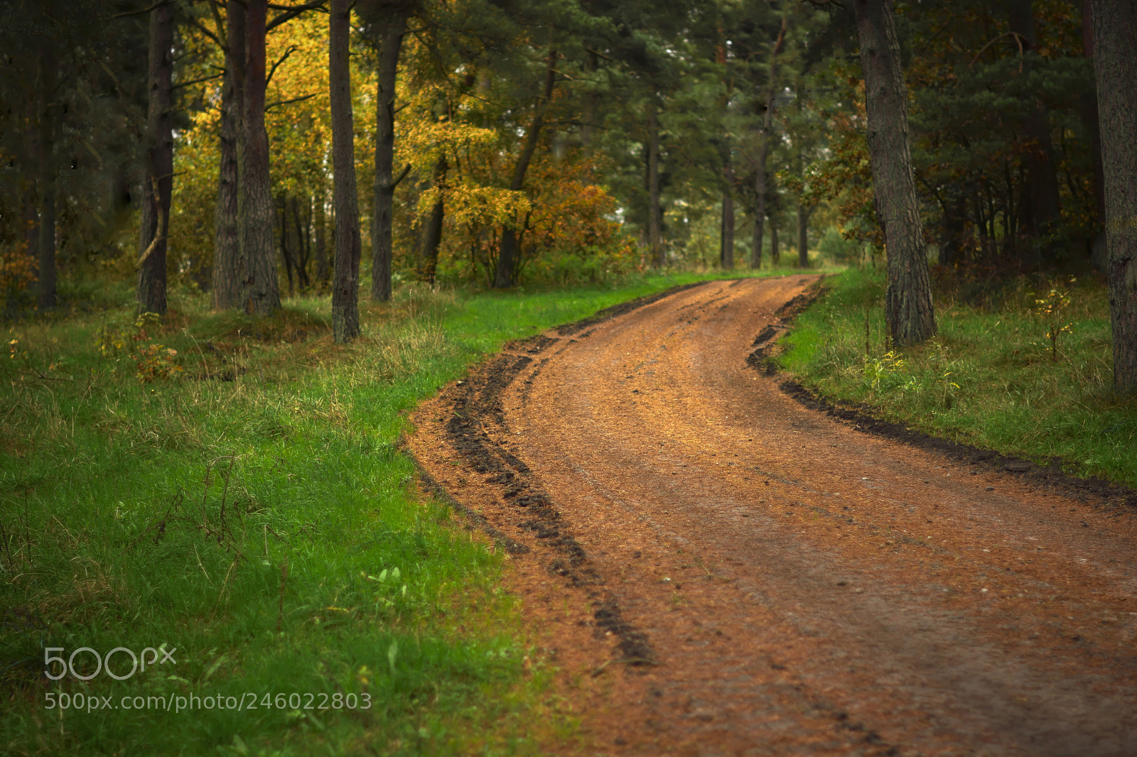 Nikon D7100 sample photo. Swedish country road photography