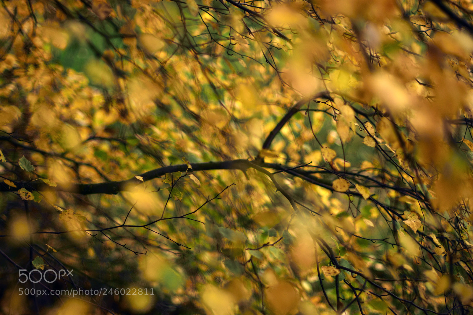 Nikon D7100 sample photo. Sweden flowers photography