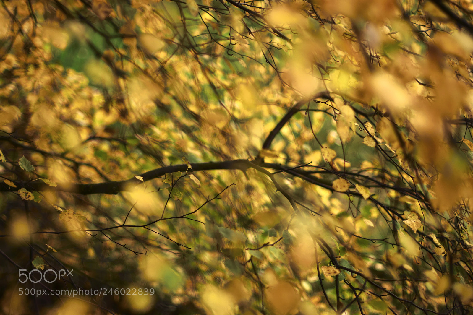 Nikon D7100 sample photo. Sweden flowers photography