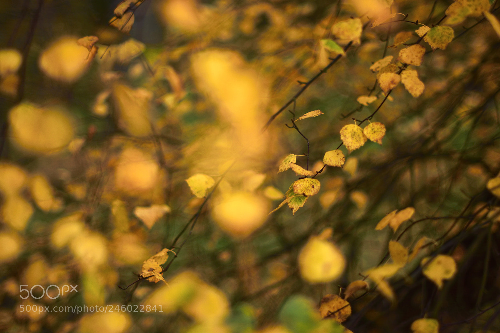 Nikon D7100 sample photo. Sweden flowers photography