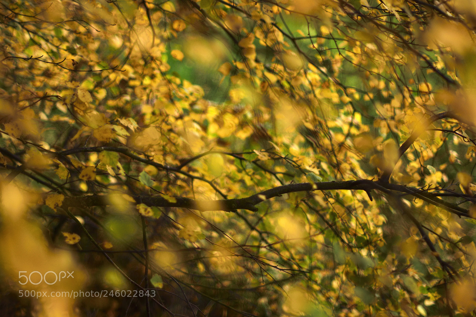 Nikon D7100 sample photo. Sweden flowers photography