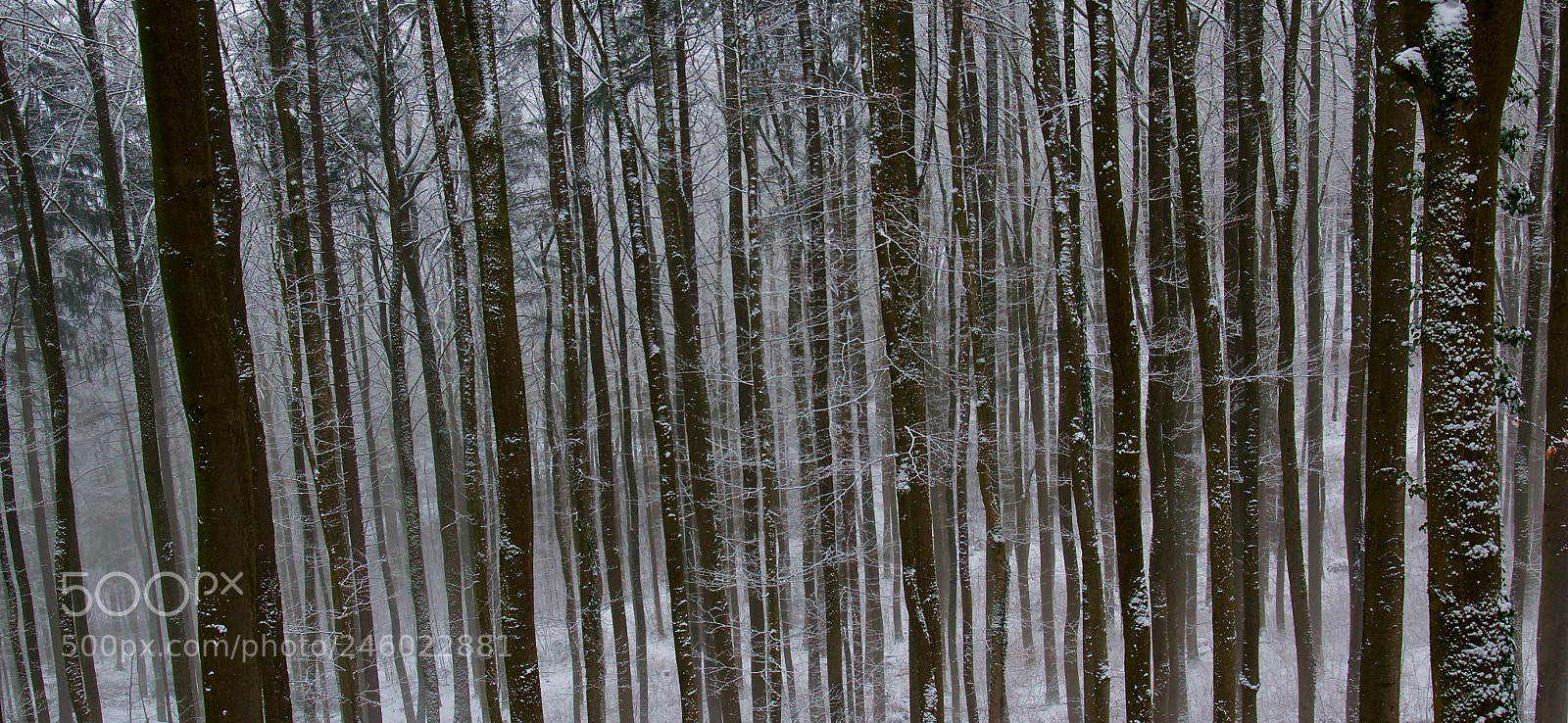 Pentax K-3 II sample photo. Winter forest photography