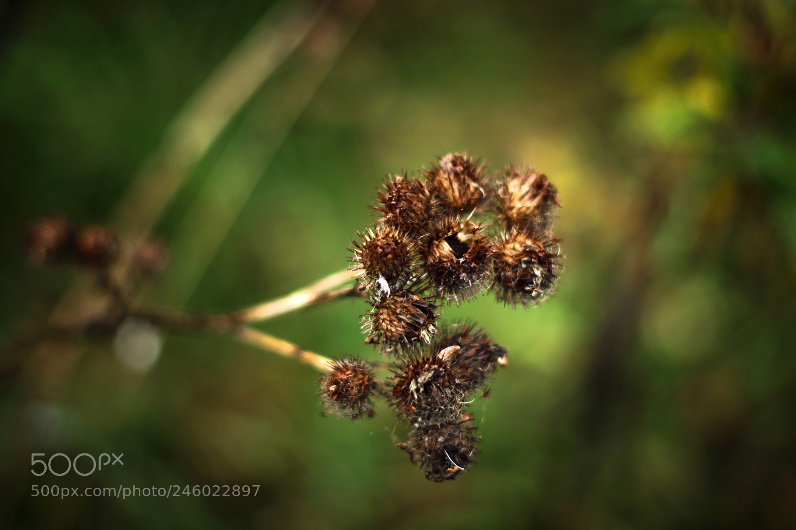 Nikon D7100 sample photo. Sweden aleatorias edit photography