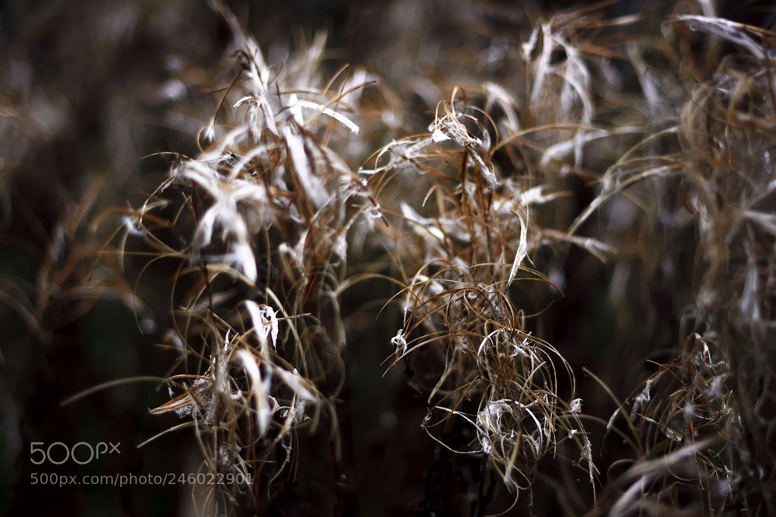 Nikon D7100 sample photo. Sweden aleatorias photography