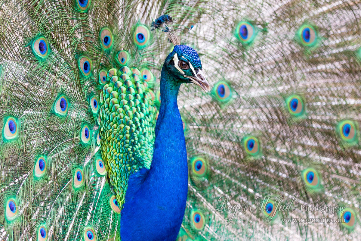 Canon EOS 7D Mark II sample photo. Peacock on full display photography