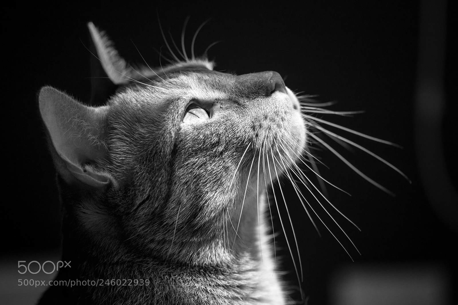 Nikon D7100 sample photo. Mustapha photography