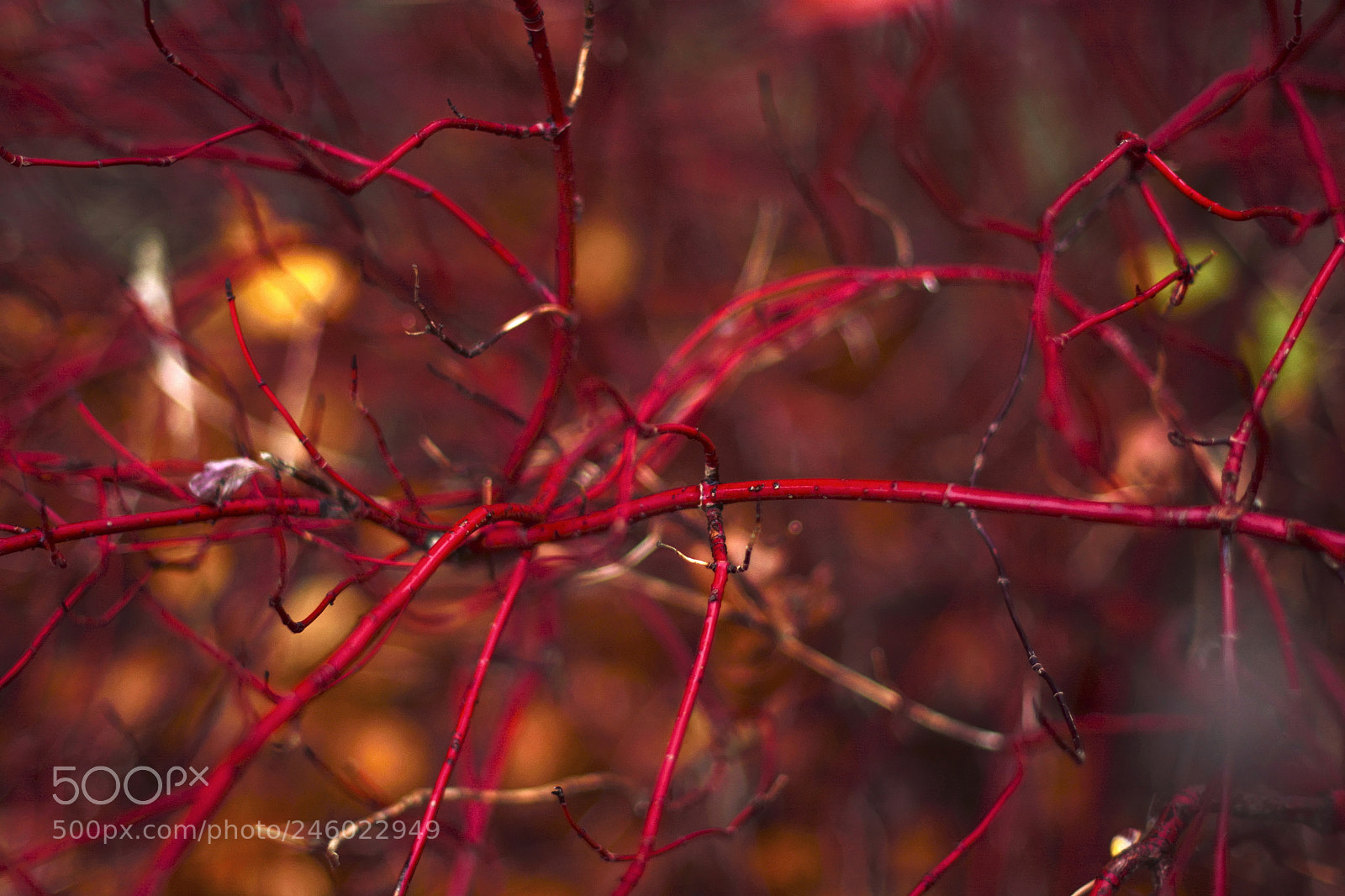 Nikon D7100 sample photo. Sweden aleatorias photography