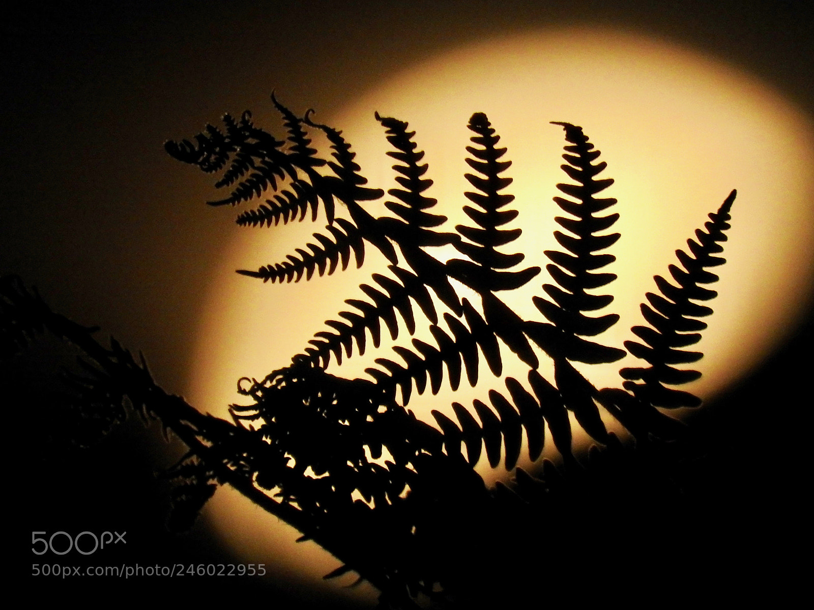 Nikon Coolpix P900 sample photo. Bracken silhouette, rising moon photography