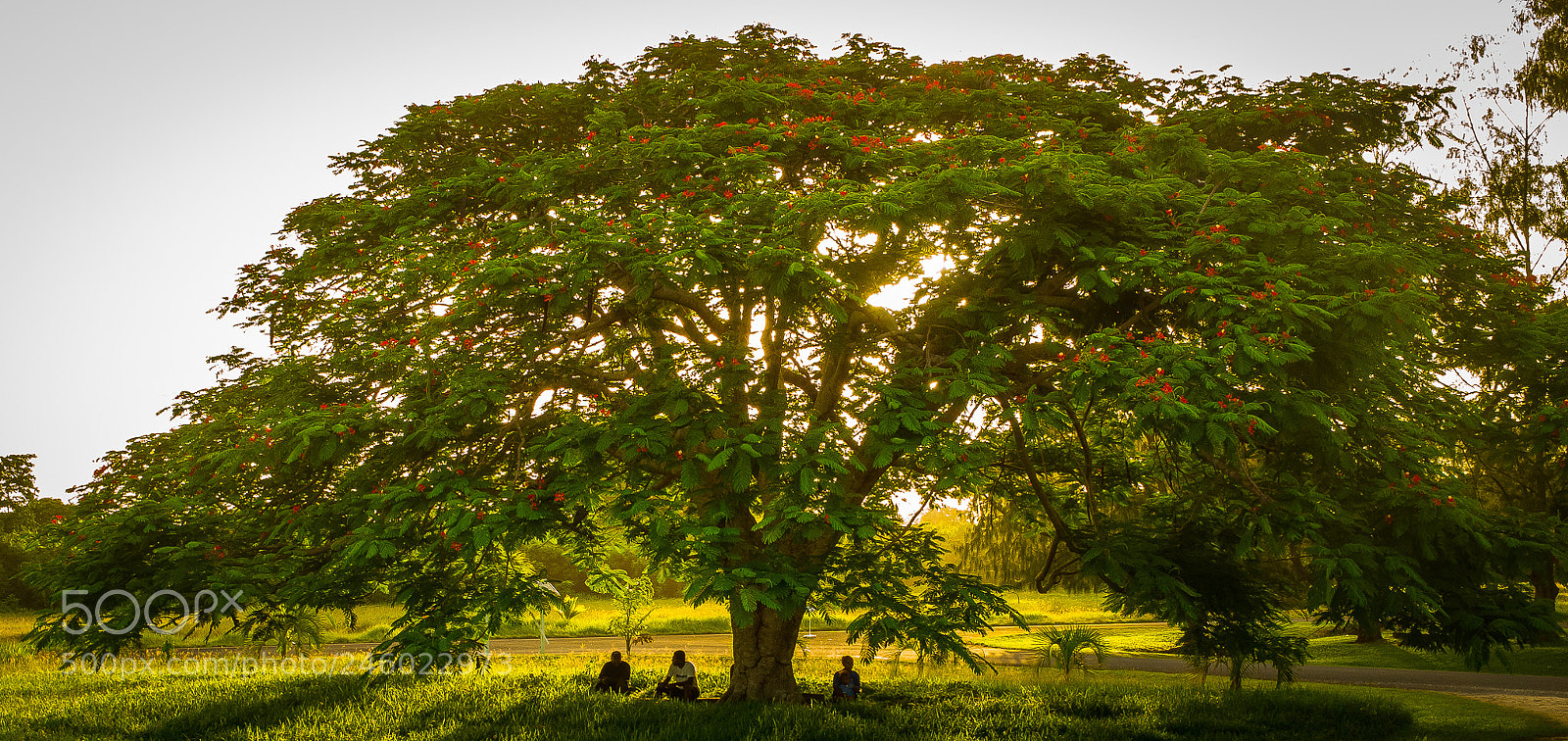 Leica M (Typ 240) sample photo. Evening in luganville photography