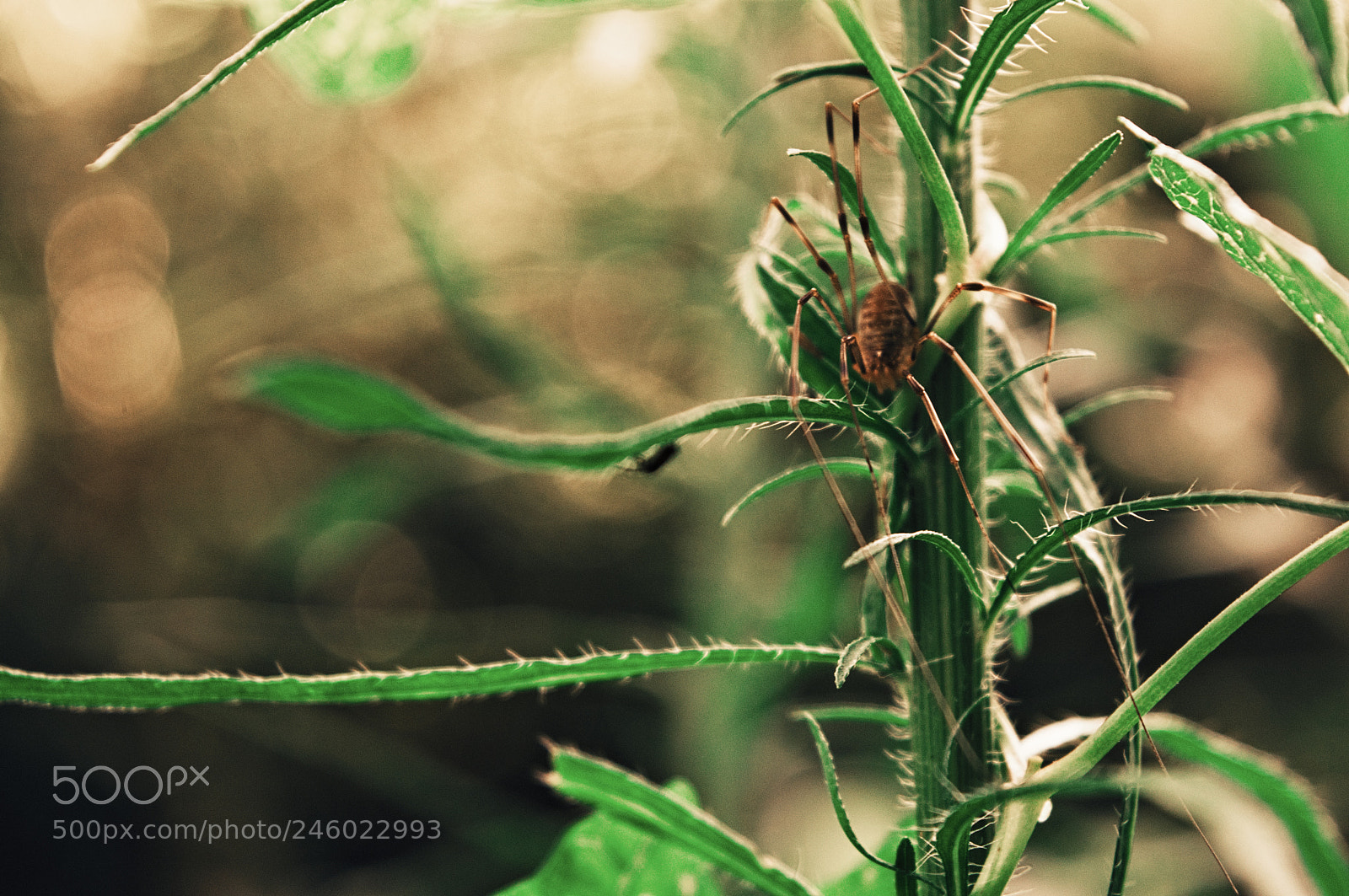 Nikon D3200 sample photo. Spider photography