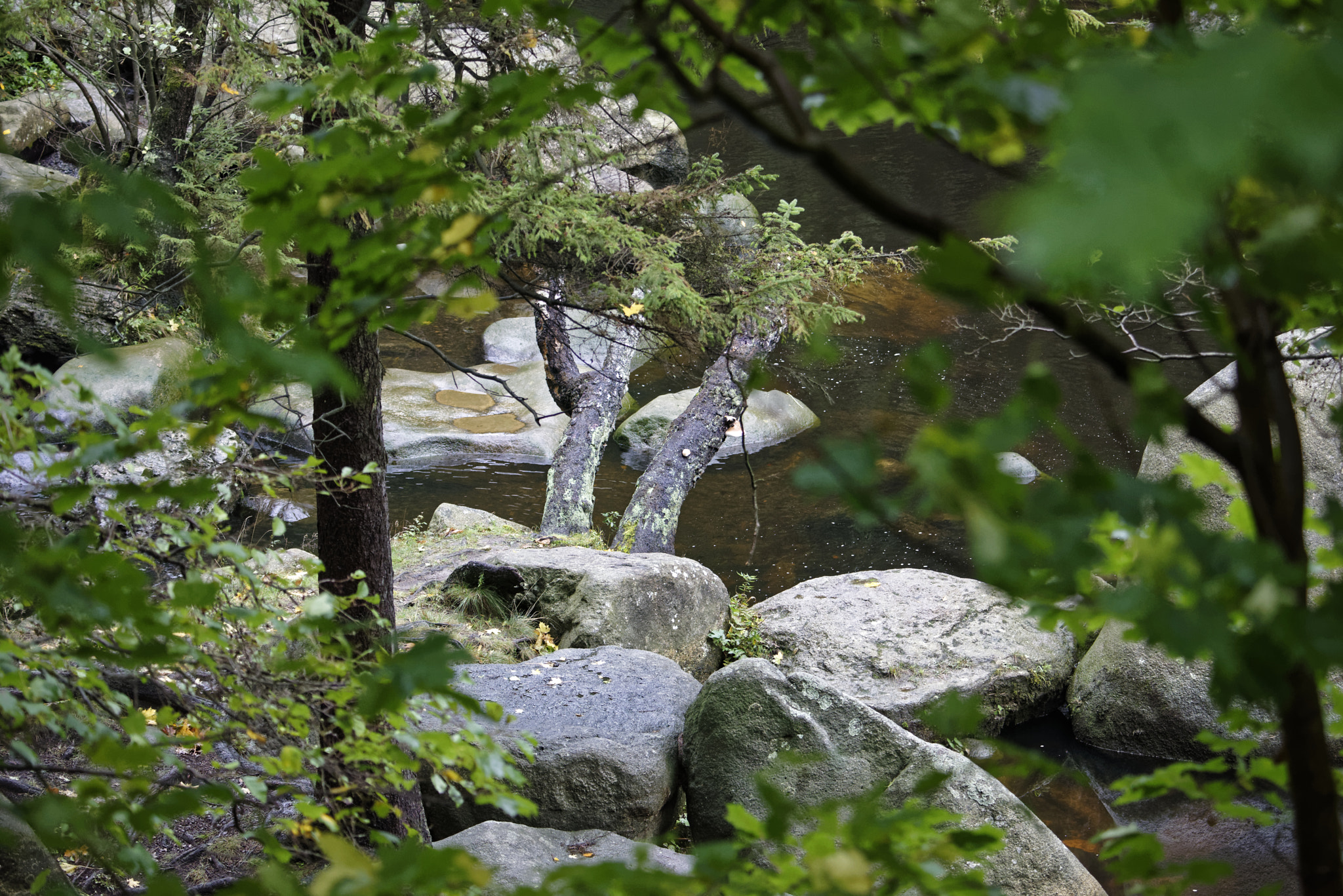 Nikon D810 sample photo. Oker in harz.verlöbungsinsen. photography