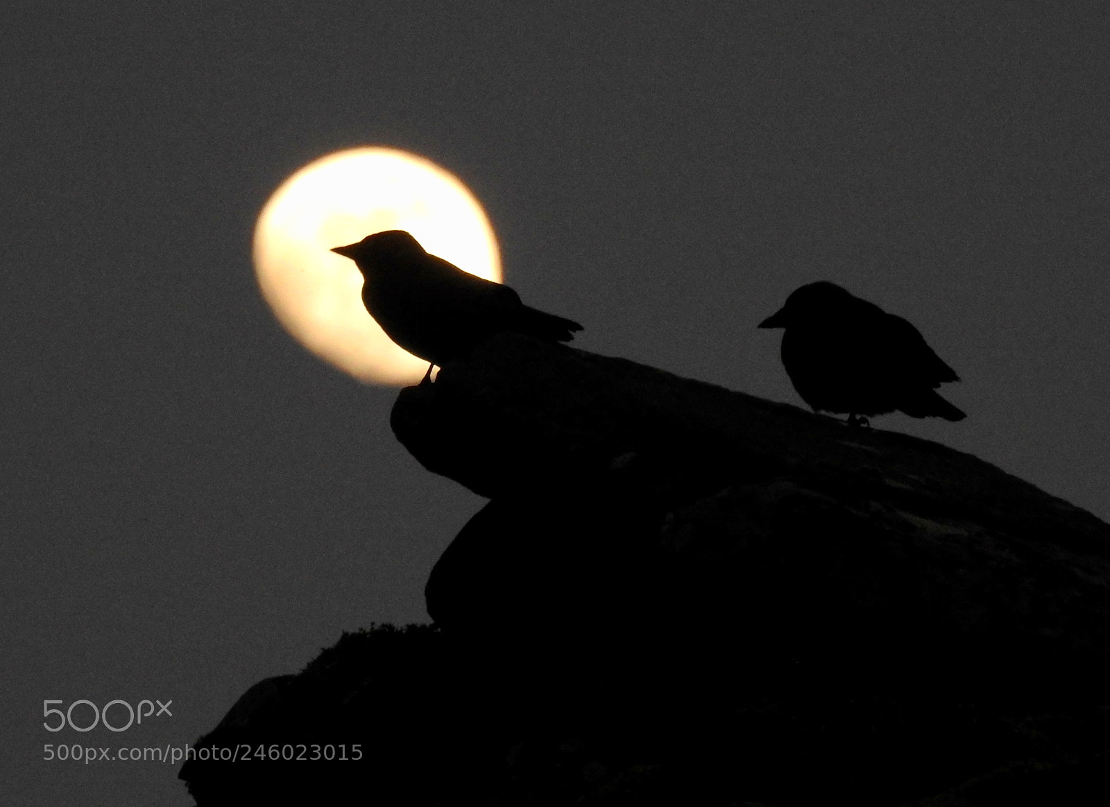 Nikon Coolpix P900 sample photo. Jackdaws in moonlight photography