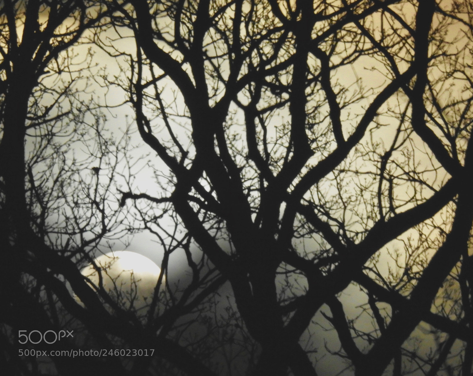 Nikon Coolpix P900 sample photo. Moon rising behind trees photography