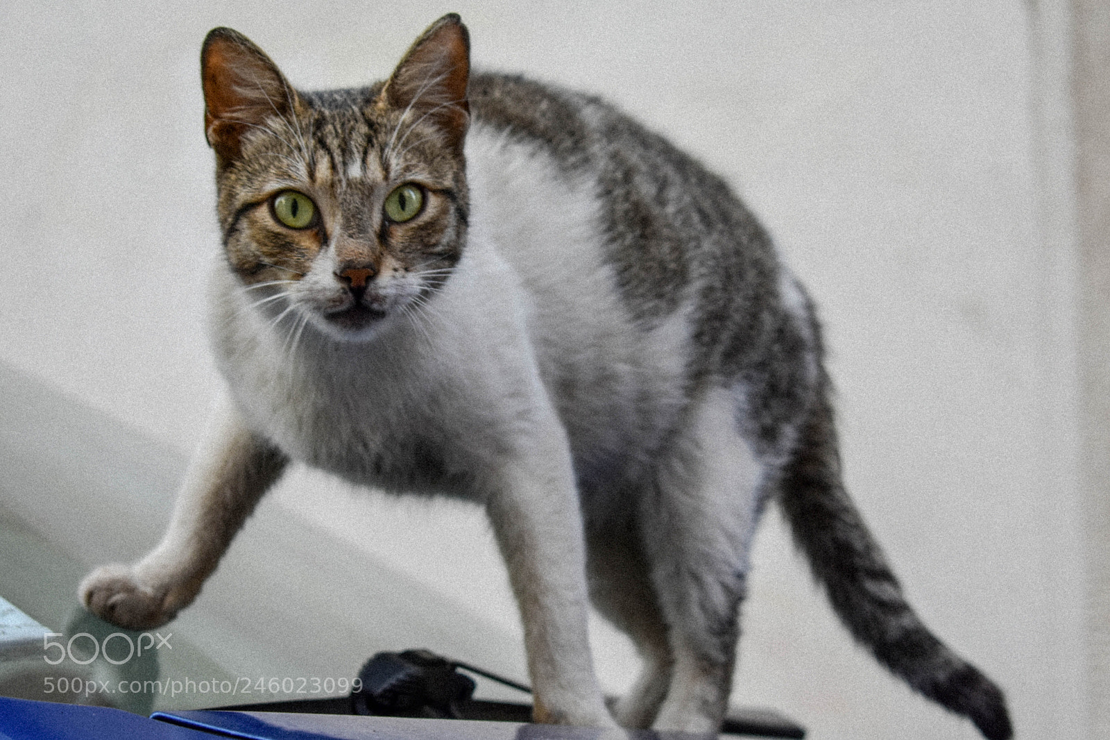 Nikon D3400 sample photo. Stray cat photography