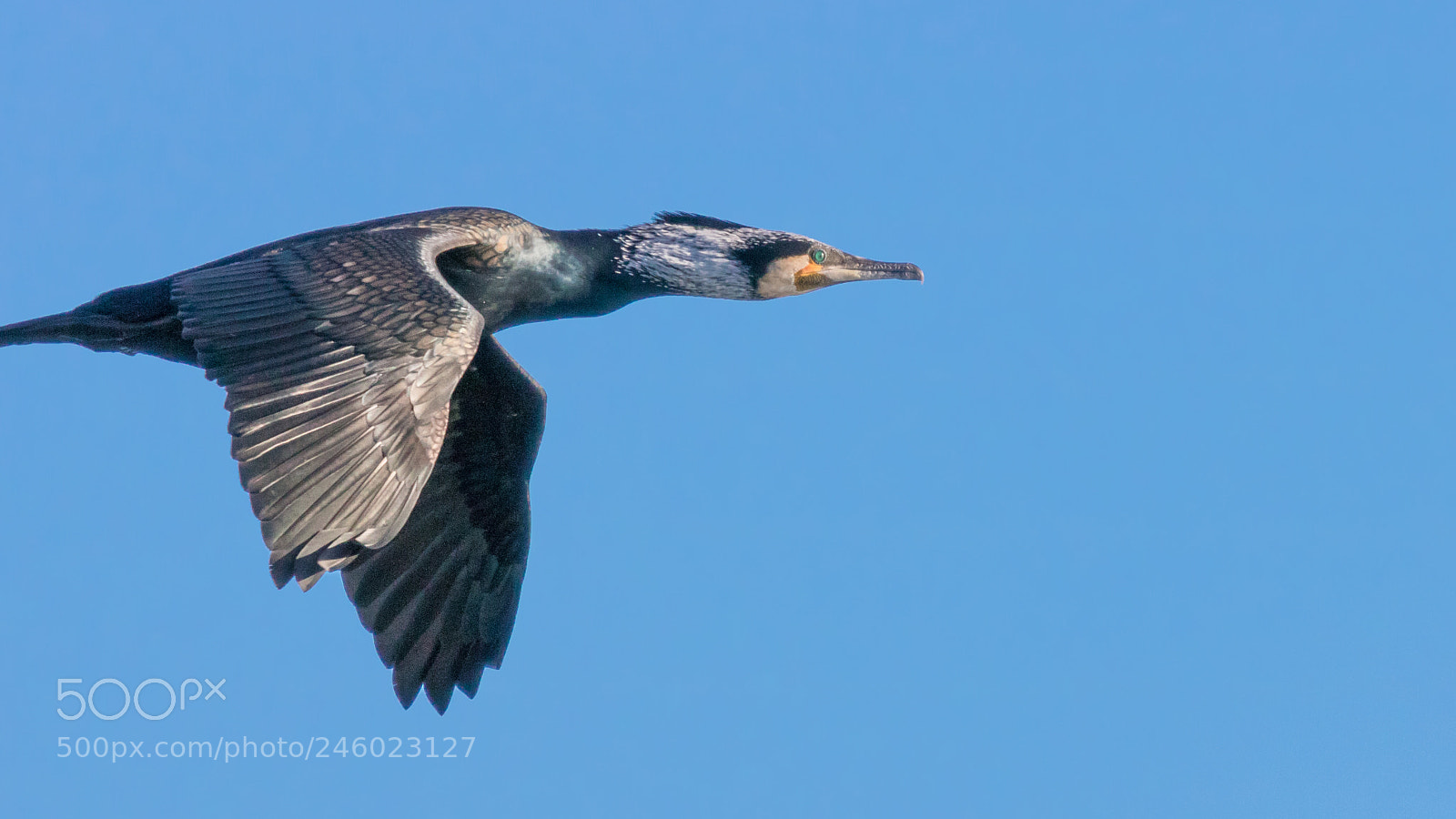 Canon EOS 750D (EOS Rebel T6i / EOS Kiss X8i) sample photo. Cormorant in flight photography