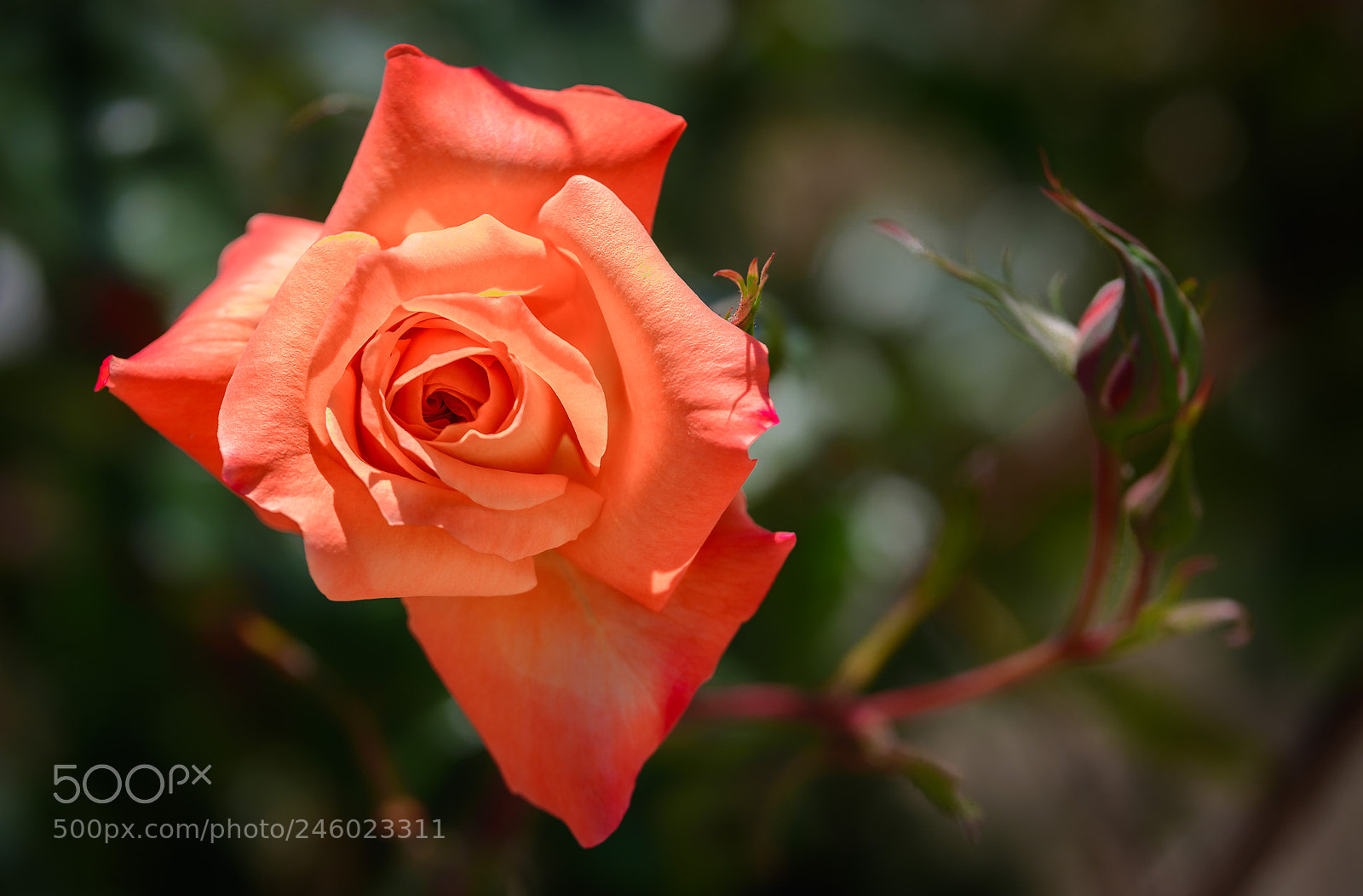 Nikon D7100 sample photo. Sunset boulevard valentine photography