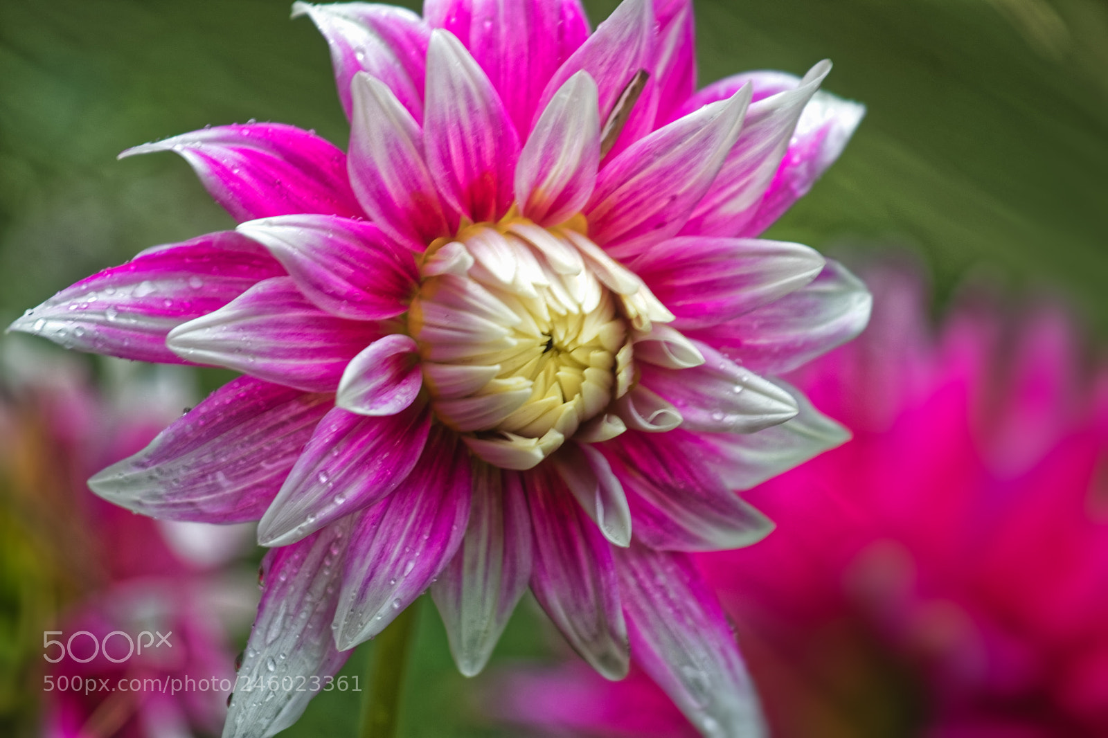Canon EOS M5 sample photo. Botanic garden photography