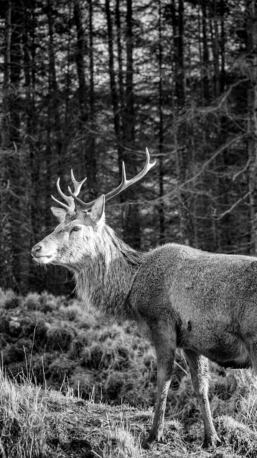Sony a7 II sample photo. The stag!! photography
