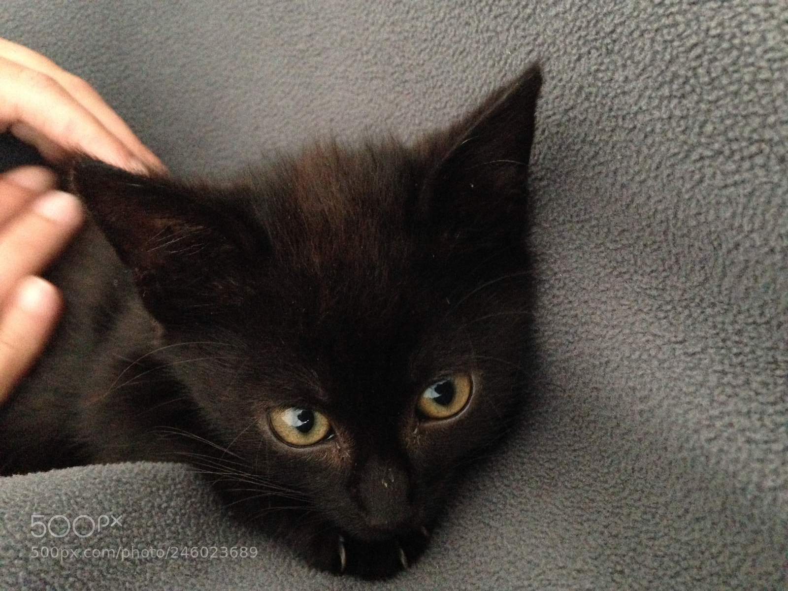 Apple iPhone 5 sample photo. My cat milow photography