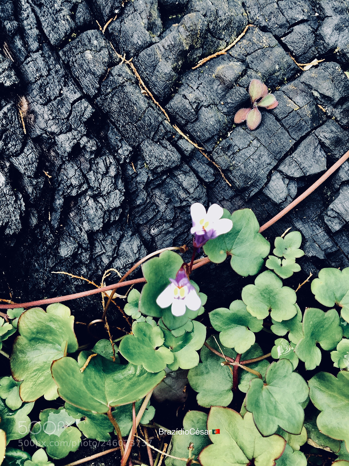 Apple iPhone 6s sample photo. Of coal is born photography
