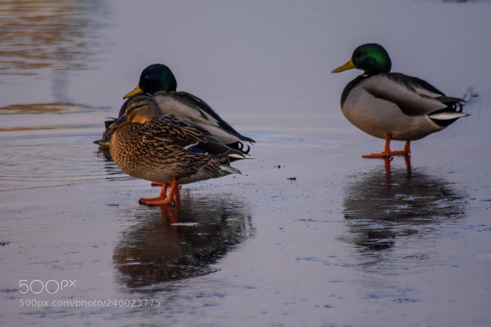 Nikon D7200 sample photo. Original edited photography
