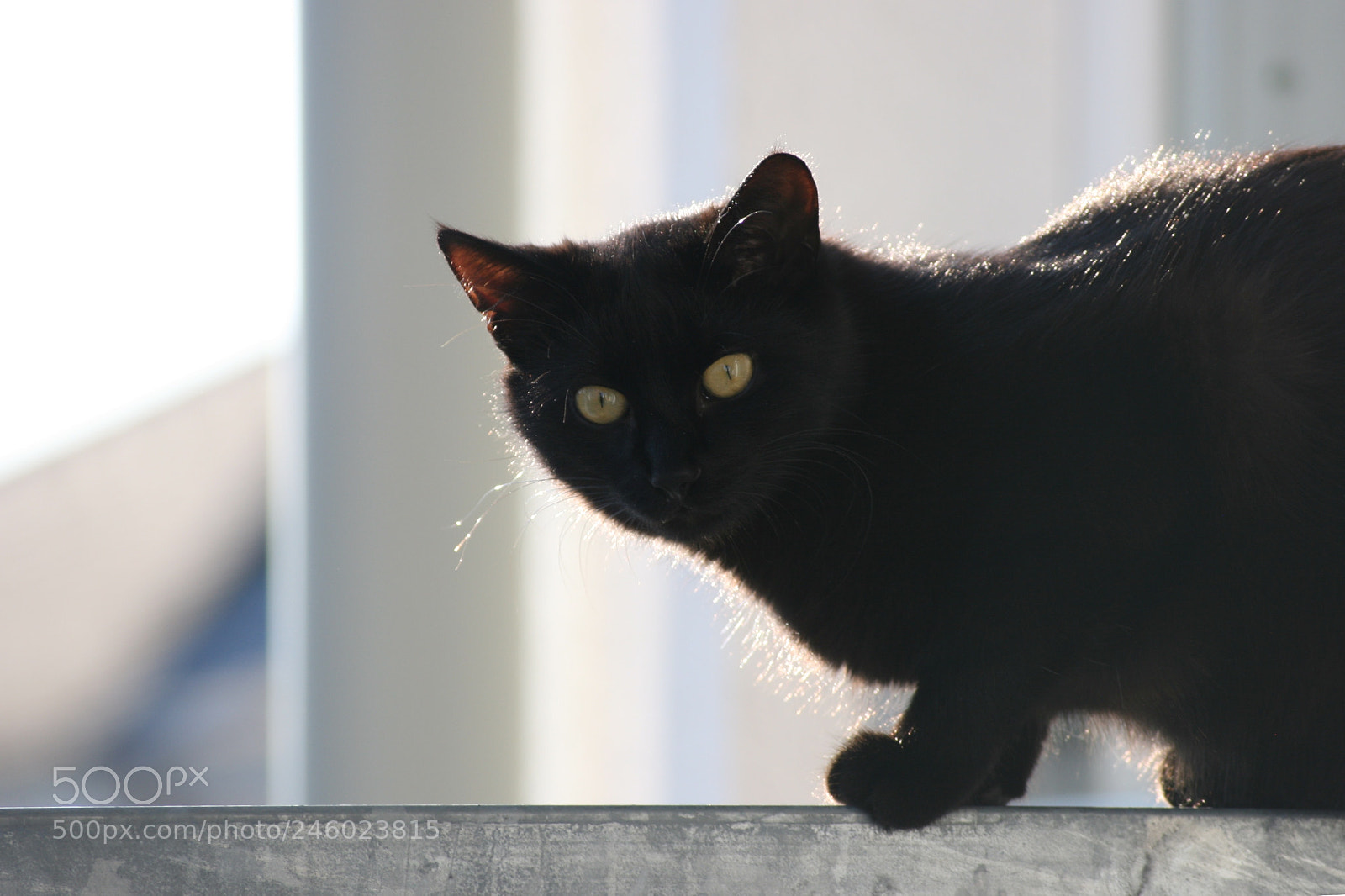 Canon EOS 400D (EOS Digital Rebel XTi / EOS Kiss Digital X) sample photo. My cat milow photography